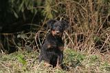 BEAUCERON - PUPPIES 405